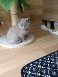 Scotish  straight  gatinho