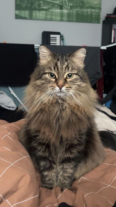 Piękny kotek Norweski szuka domu!