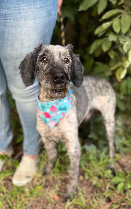 7 lat żył w kojcu.. piesio w typie spaniela. Adoptuj! Pomoz