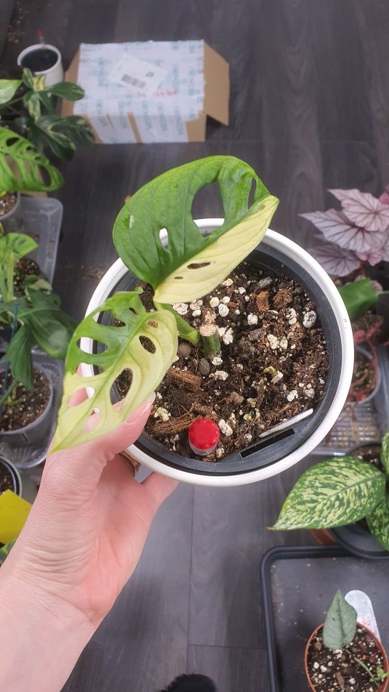 Monstera adasonii Japanese tricolor variegata half-moon