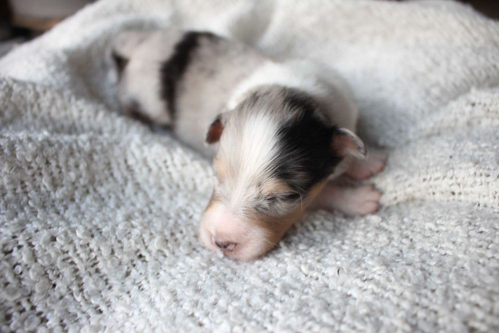 ZAREZERWOWANY owczarek szetlandzki blue merle ZKwP FCI sheltie
