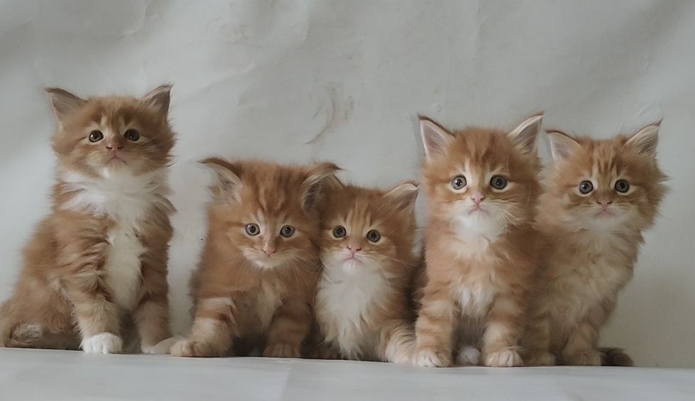Сумы. Котята Мейн Кун.