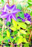 clematis roślina pnąca