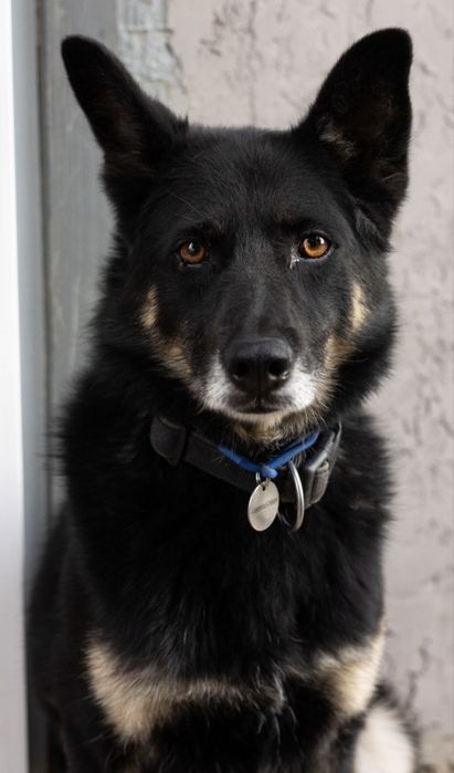 Собака хлопчик чорна собака