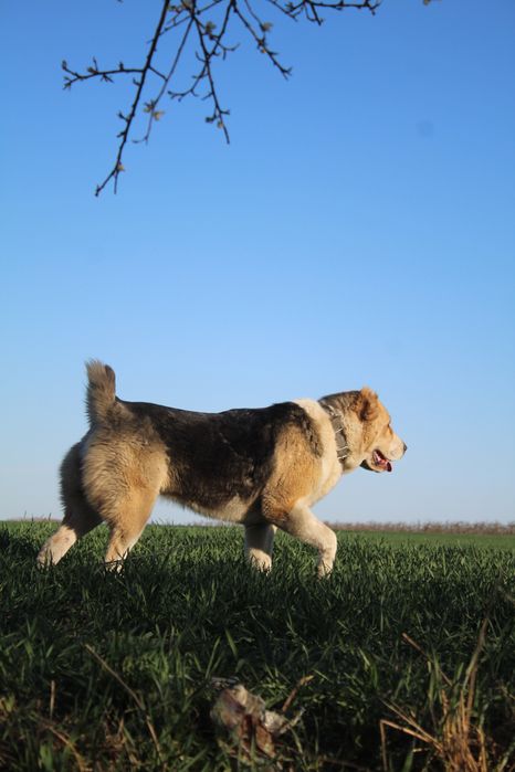 Owczarek srodkowoazjatycki