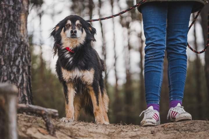 Poznajcie prawdziwego psiego dżentelmena Nigela!