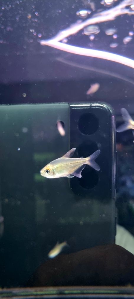 Błyszczyk brylantowy (tetra diamentowa)