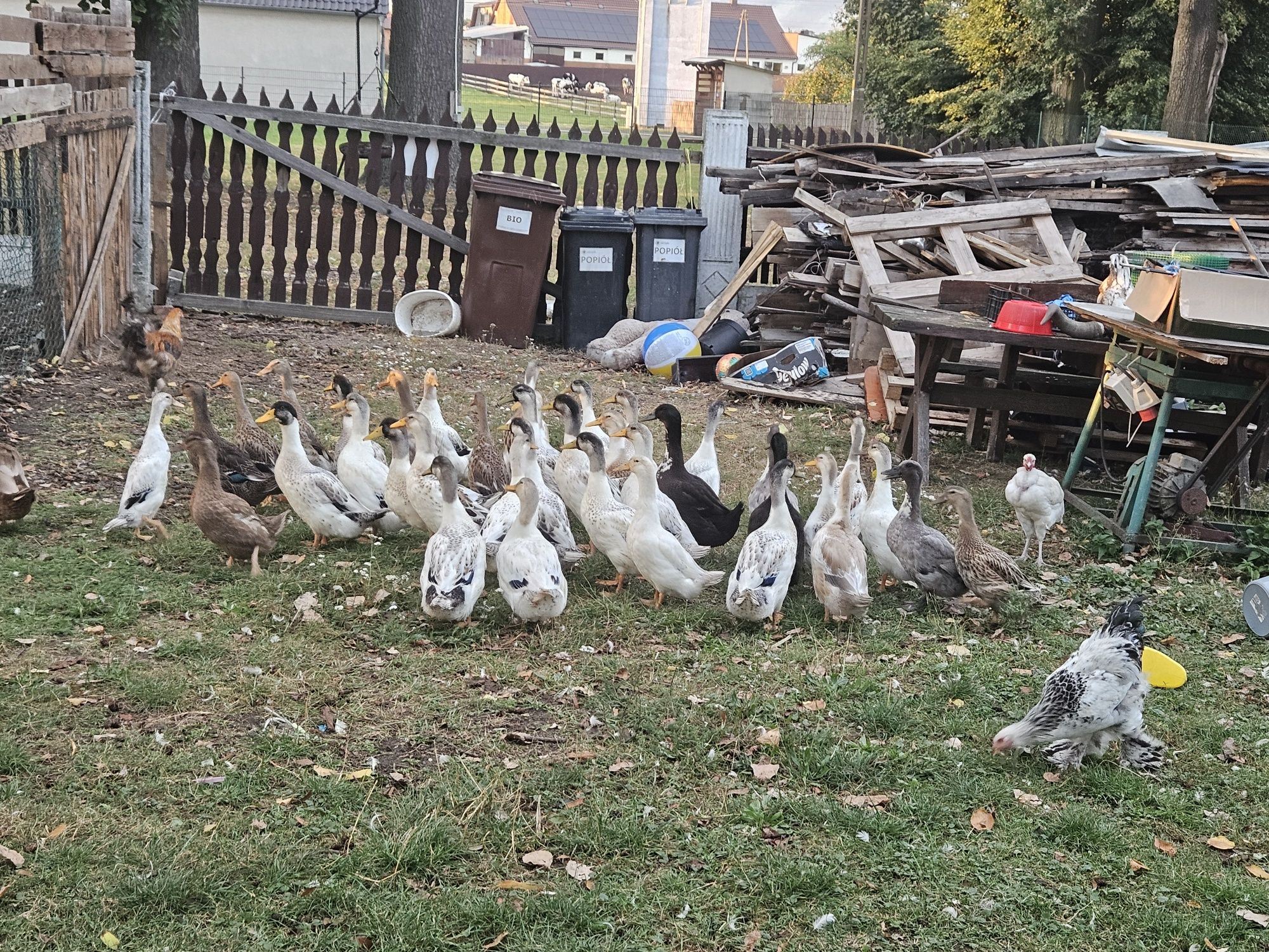 Młode kaczki i kaczory