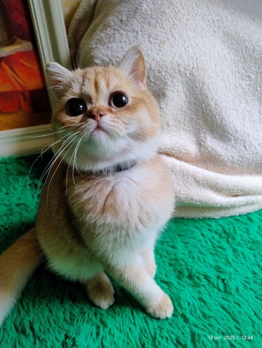 Британський котик золота шиншила
