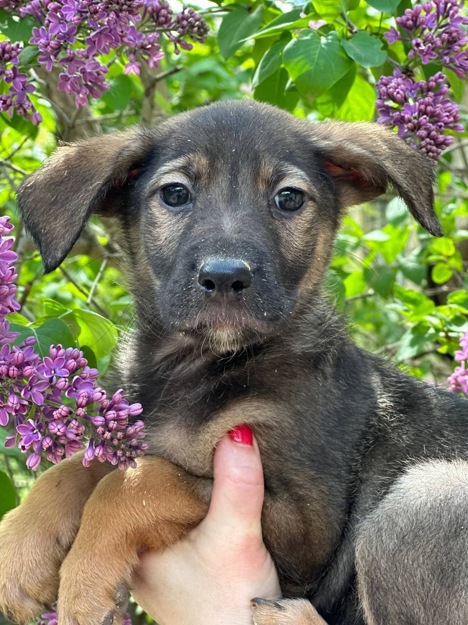 Цуценя, хлопчик, 3 місяці, шукає дім!