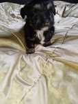 Shih TZU -york maluch