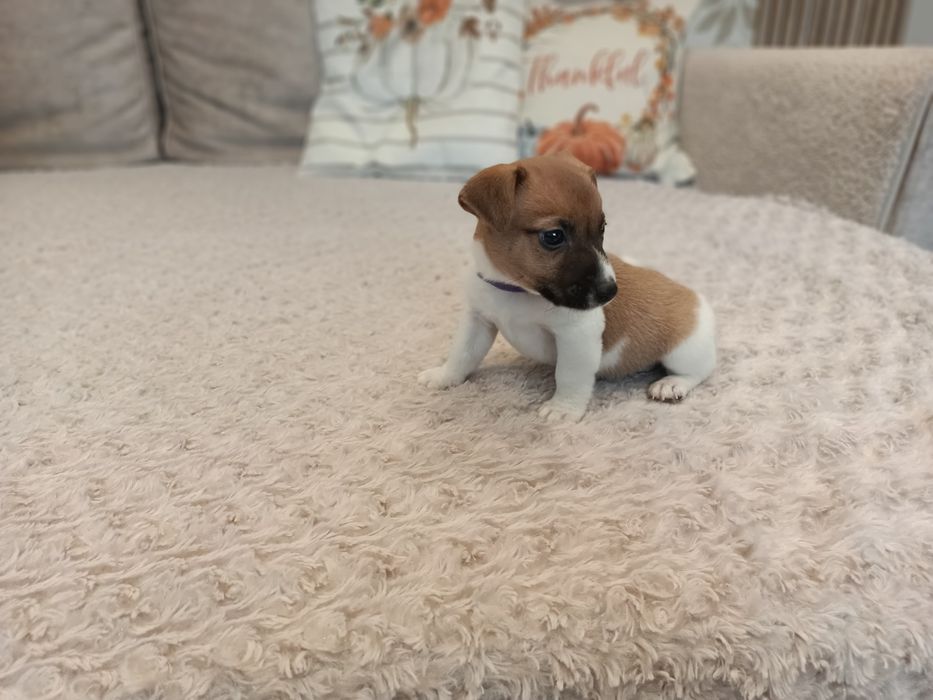 Sprzedam Jack Russell Terrier Piesek