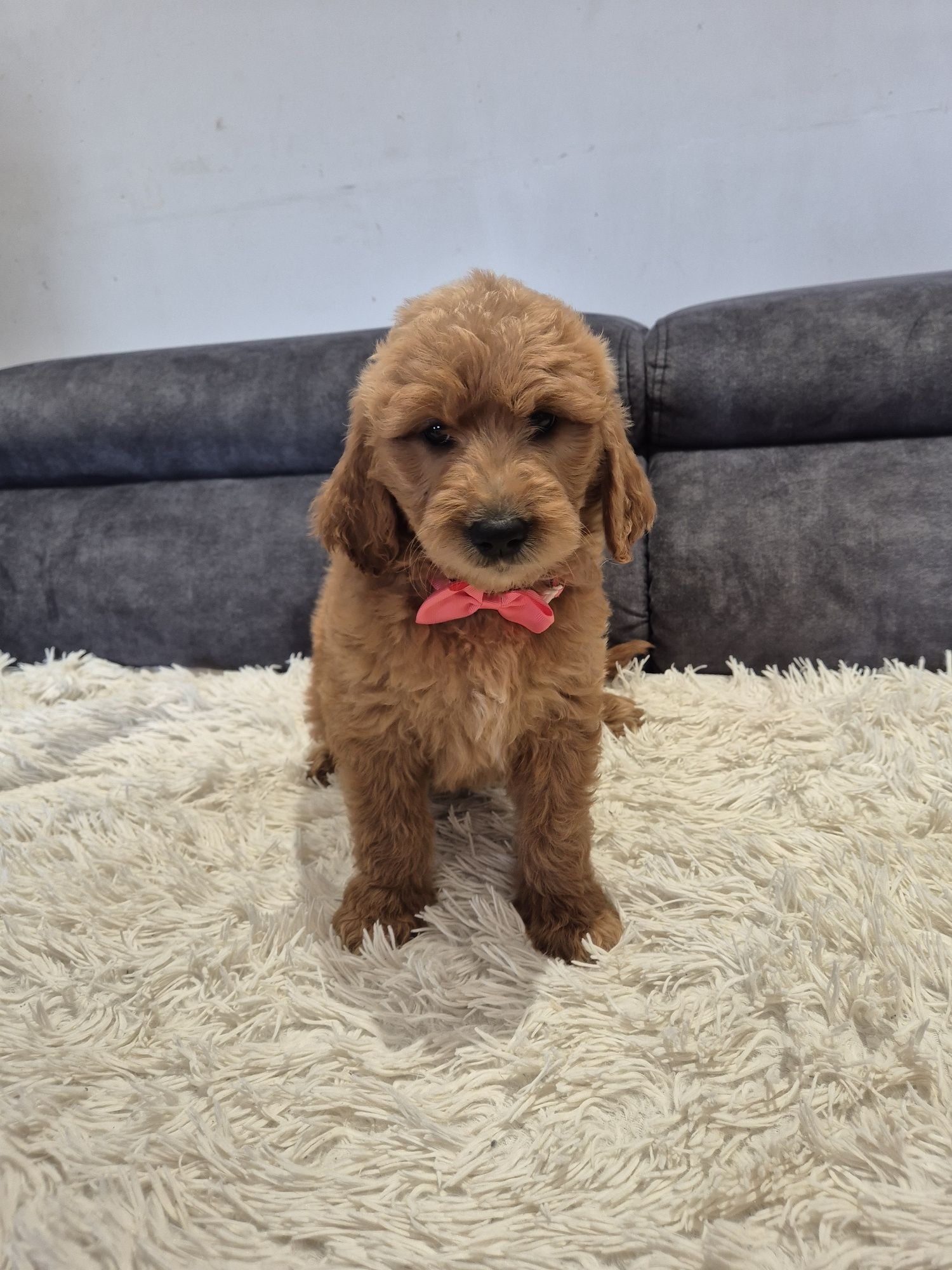 Goldendoodle f1 standard red red-brown