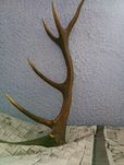 Poroże jelenia 82cm 12stak Para