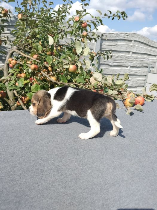 Sprzedam suczkę Beagle tri-color