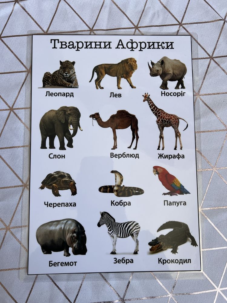 Розвиваючі плакати тварини овочі фрукти