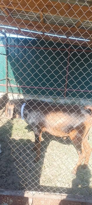 Паровка кіз англонубійським козлом