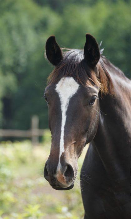Wałaszek prawie 2 letni dotacyjny wielkopolski