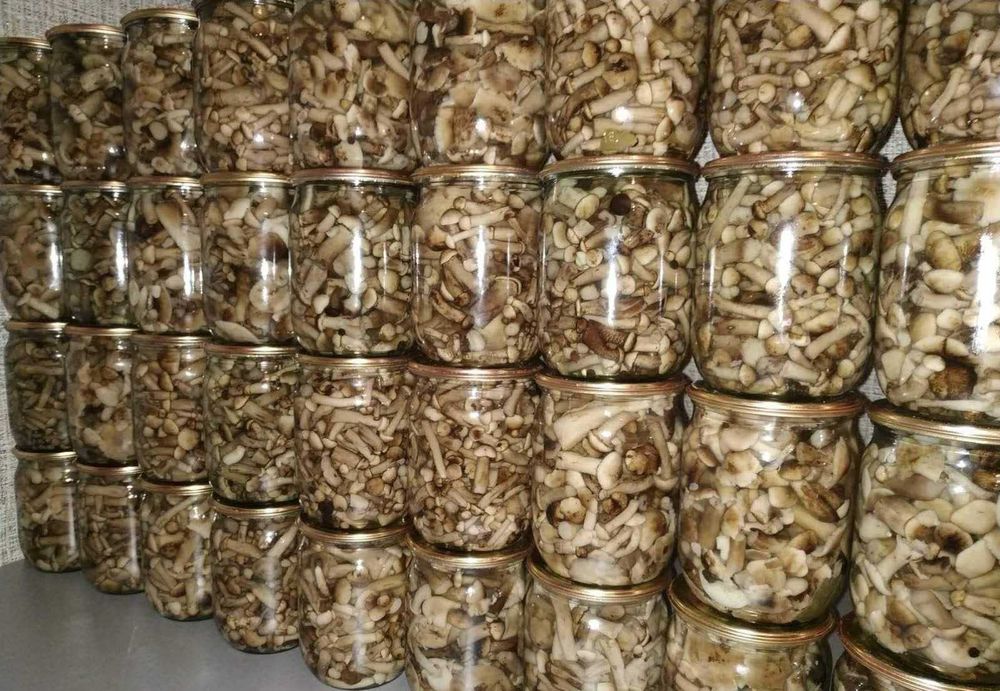 Опеньки мариновані великий асортмент маринованих грибочків