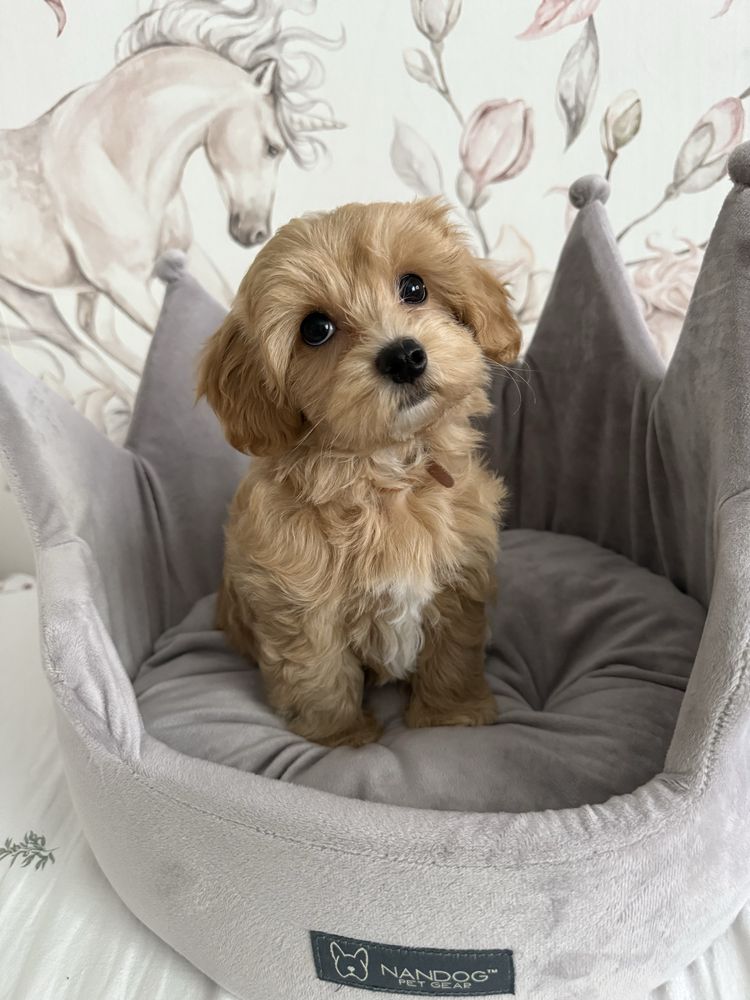 Piesek Maltipoo gotowy do odbioru z rodowodem