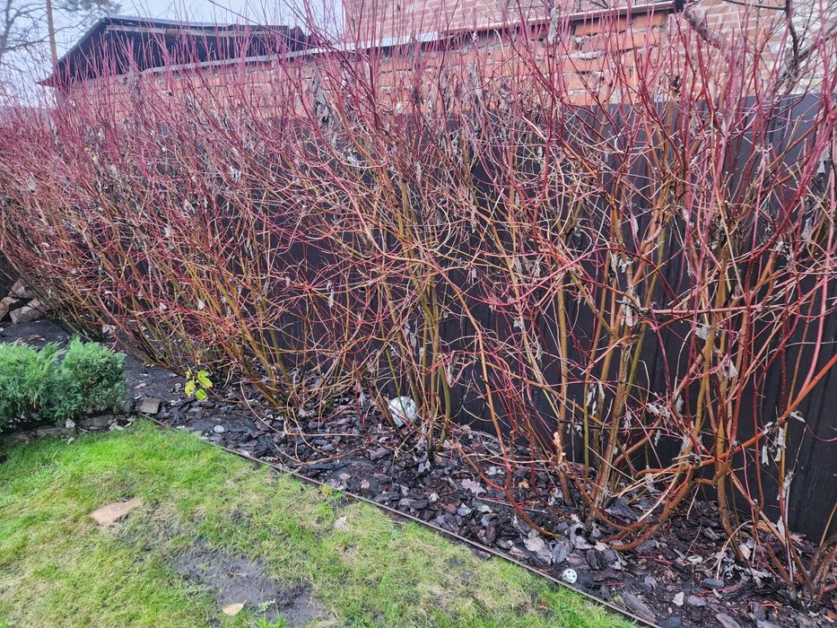 Дерен  Буча велики