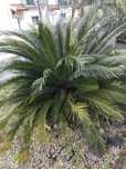 Cyca para jardim exterior