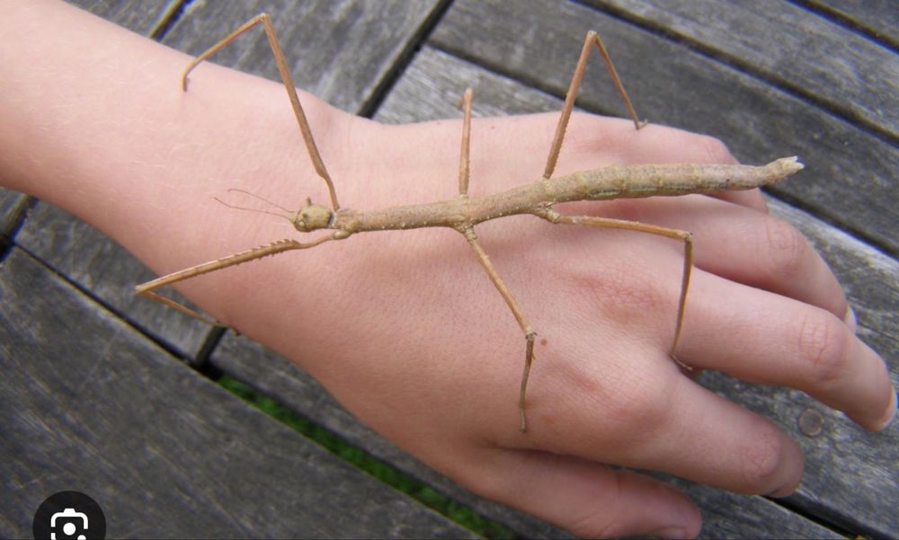 Oddam młode patyczaki rogate!!