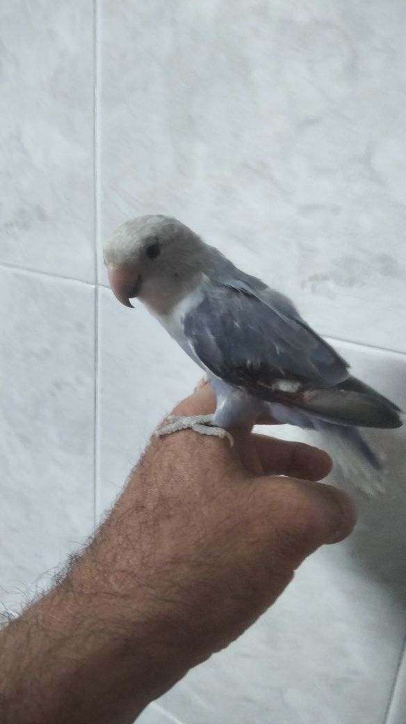 Caturras agapornis domesticados