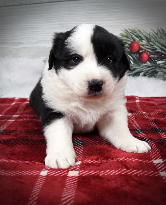 Border collie piesek czarno biały gotowy do odbioru