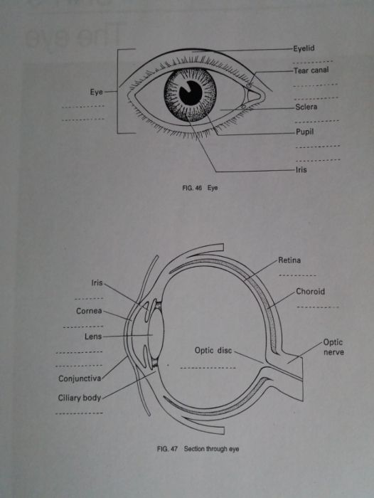 An Introduction to Medical Terminology / terminologia medyczna english