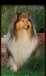 Owczarek szkocki collie
