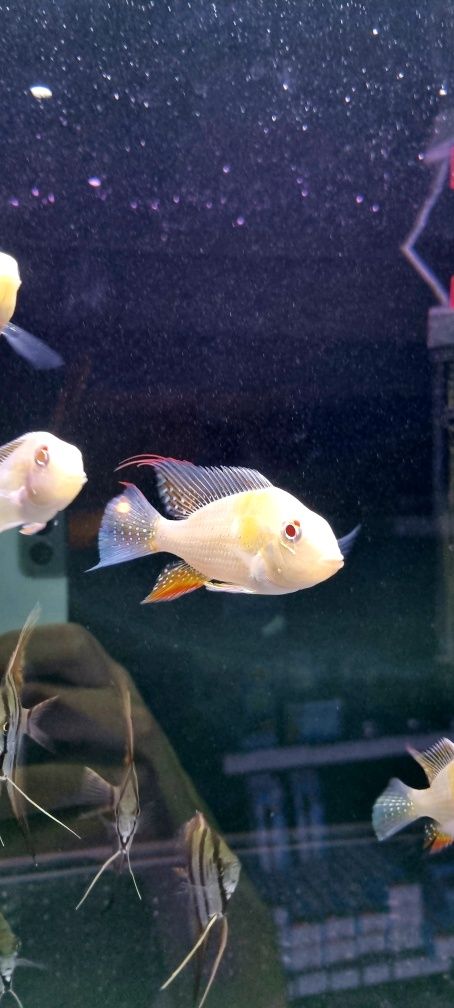 Acarichthys heckelii albiono/ ziemiojad albinos