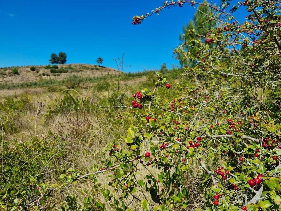 Terreno agricola e florestal - 3€/m2