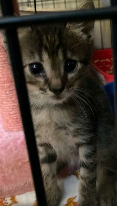 Котята безкошковно