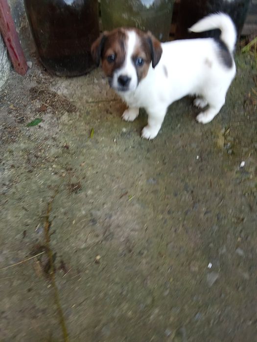 Джек Рассел тер'єр