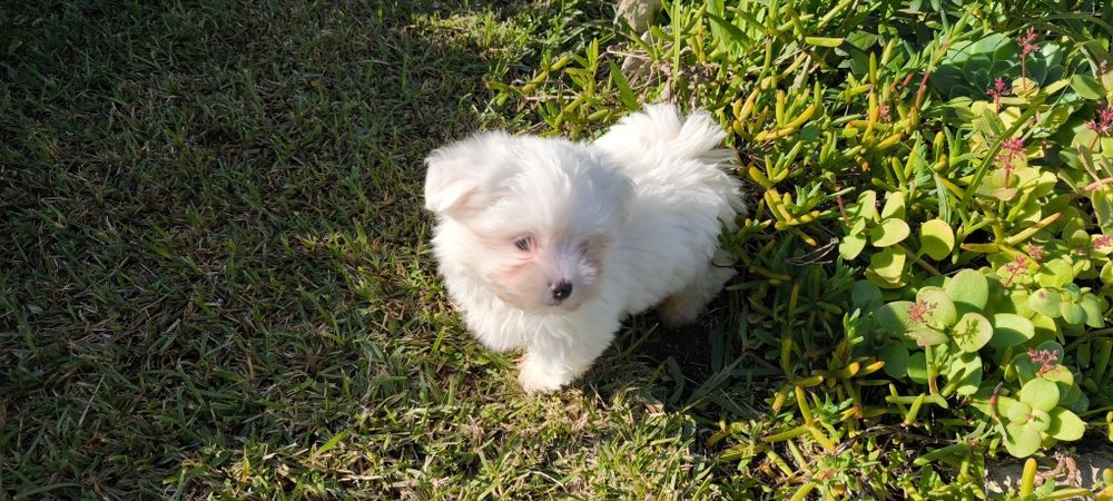 Bichon maltês criado em ambiente familiar disponível para entrega imed