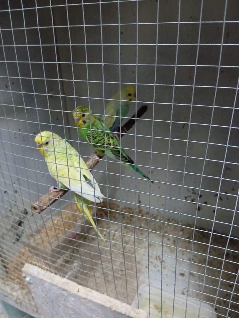 Piriquitos australiano