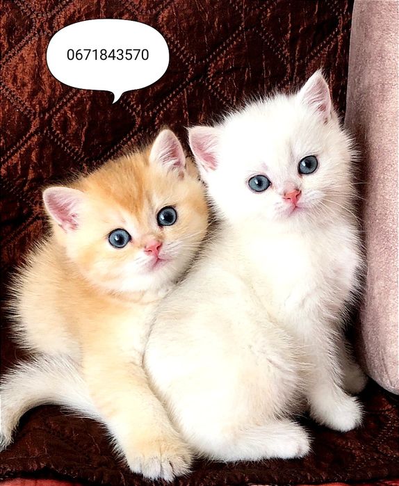 Купить золотую шиншиллу . Украина