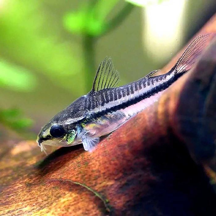Corydoras pygmaeus – criação própria