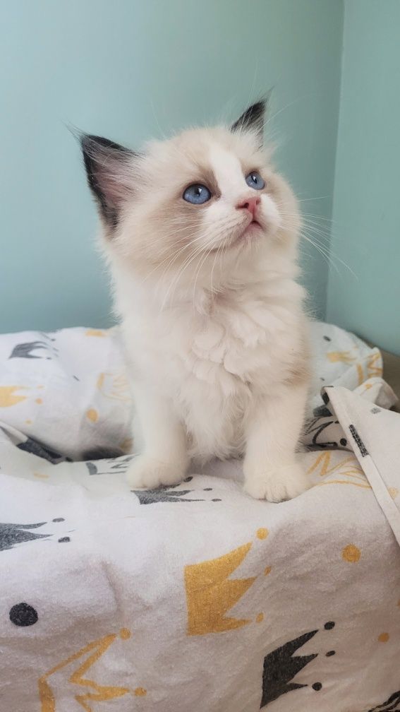 Kocurek ragdoll seal bicolor