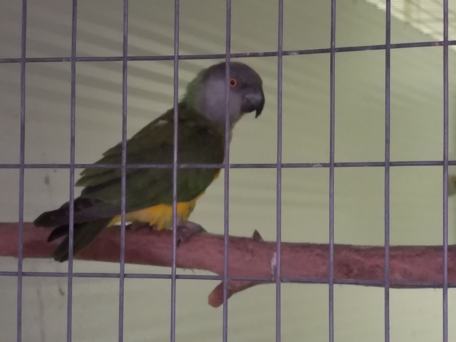 Fêmea adulta papagaio Senegal