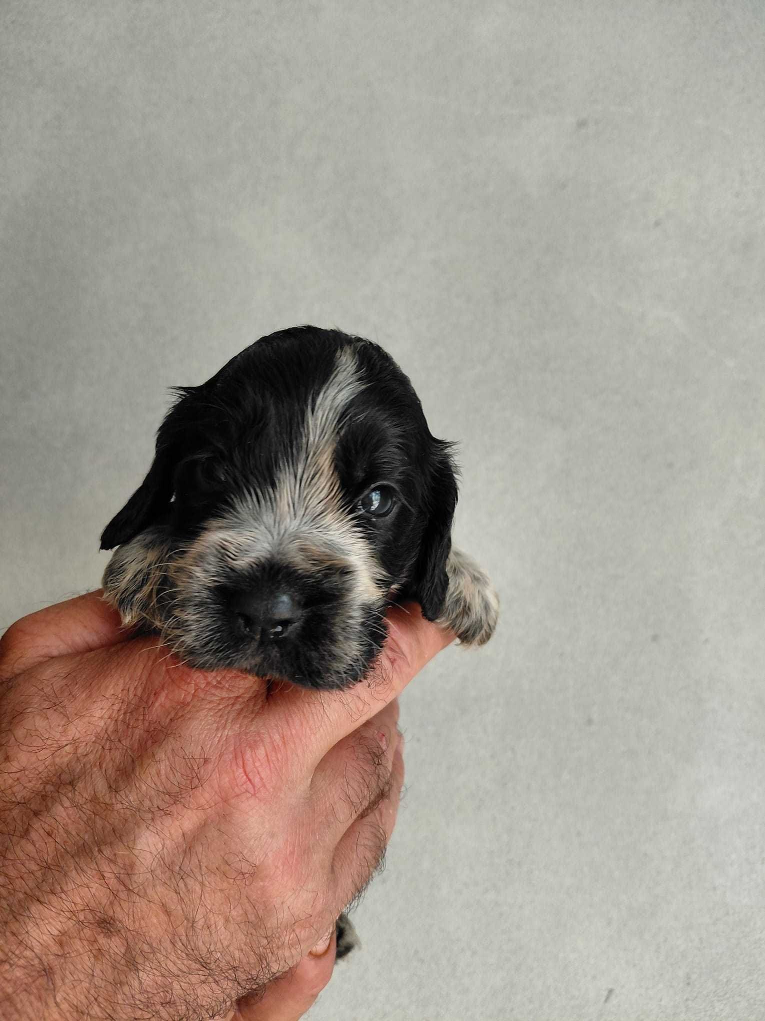 Cocker Spaniel Inglês TOP