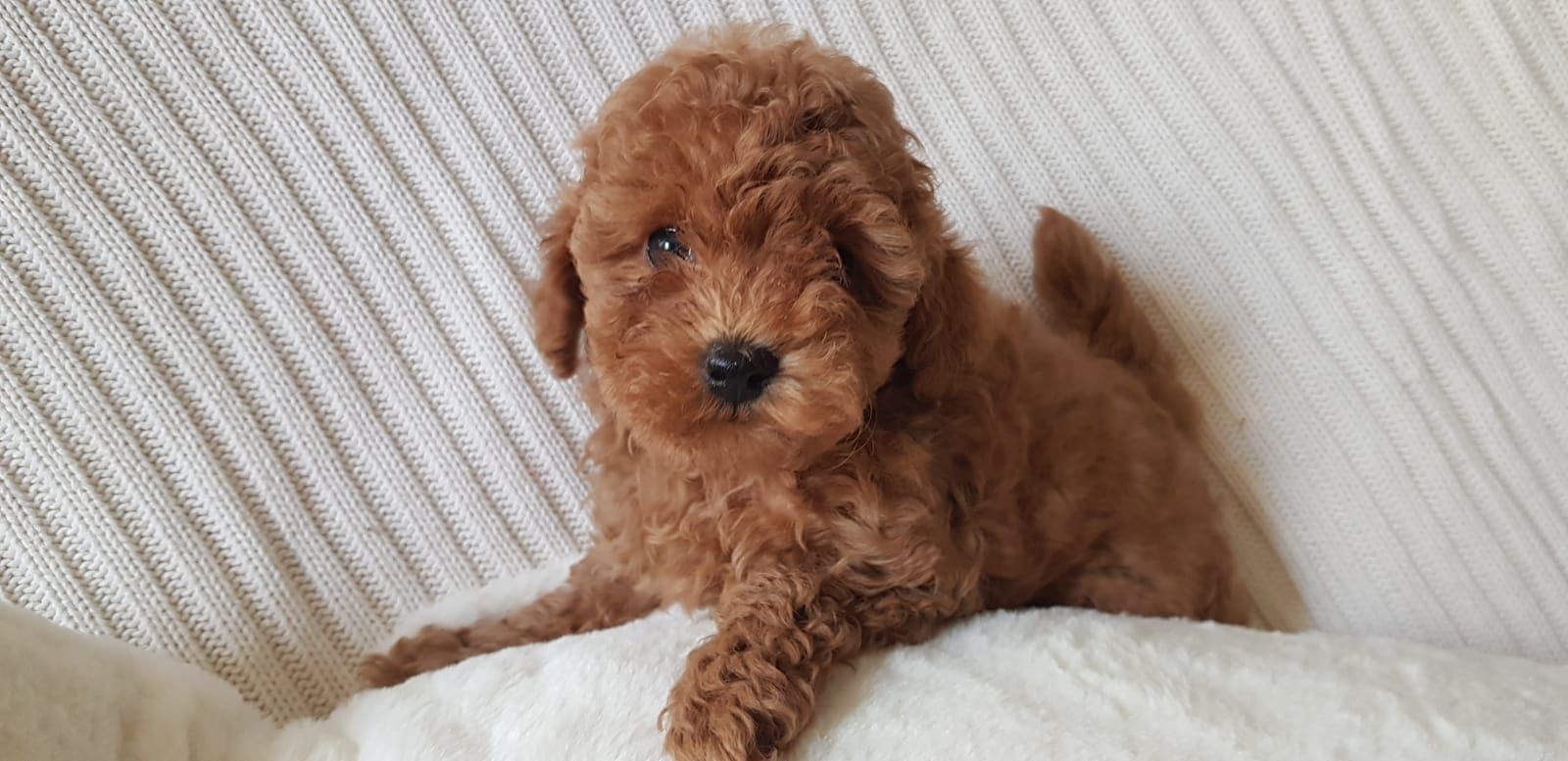 Pudel Toy  redbrown red rodowód microchip wyprawka