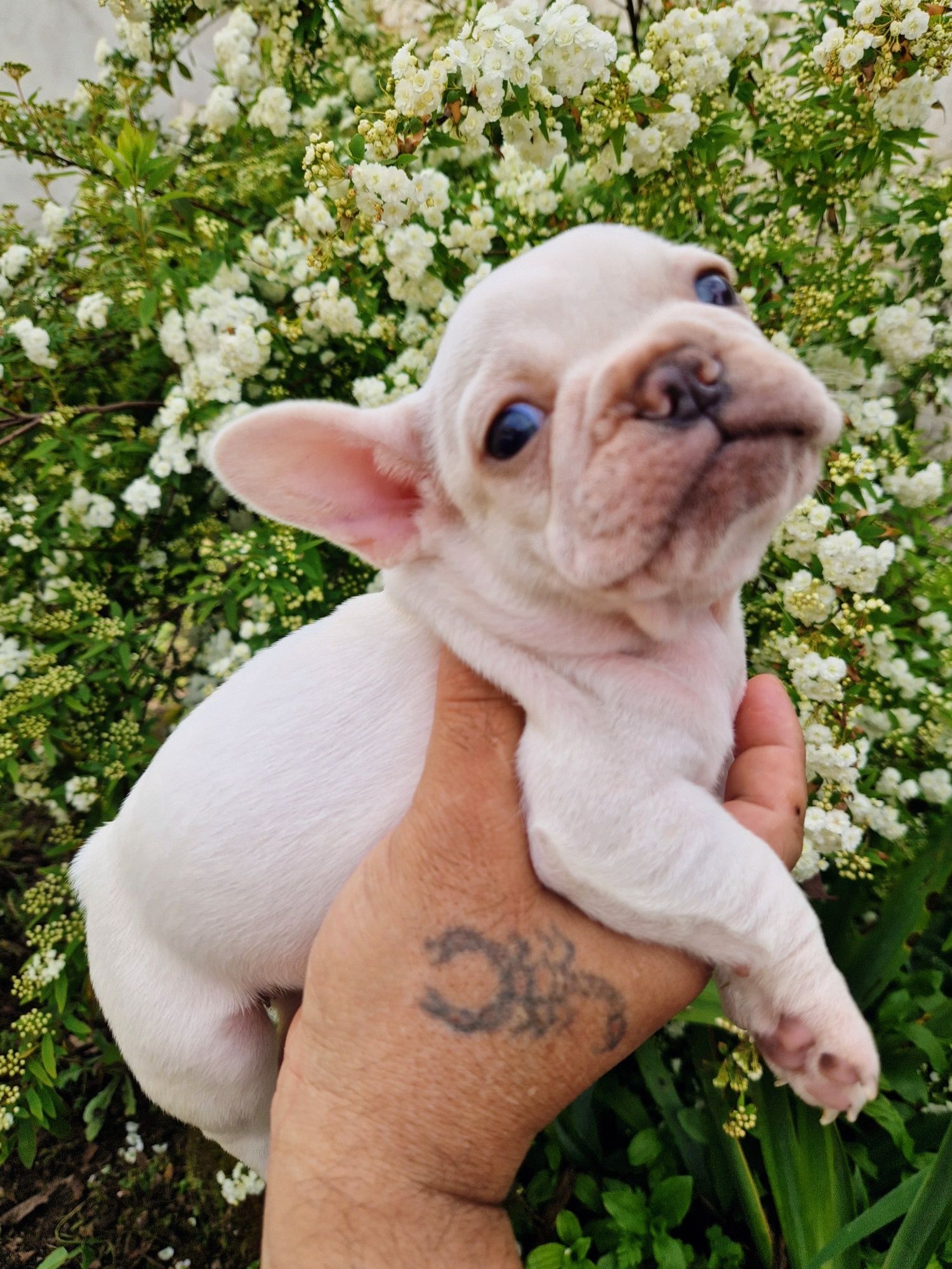Bulldog Francês Platiniun