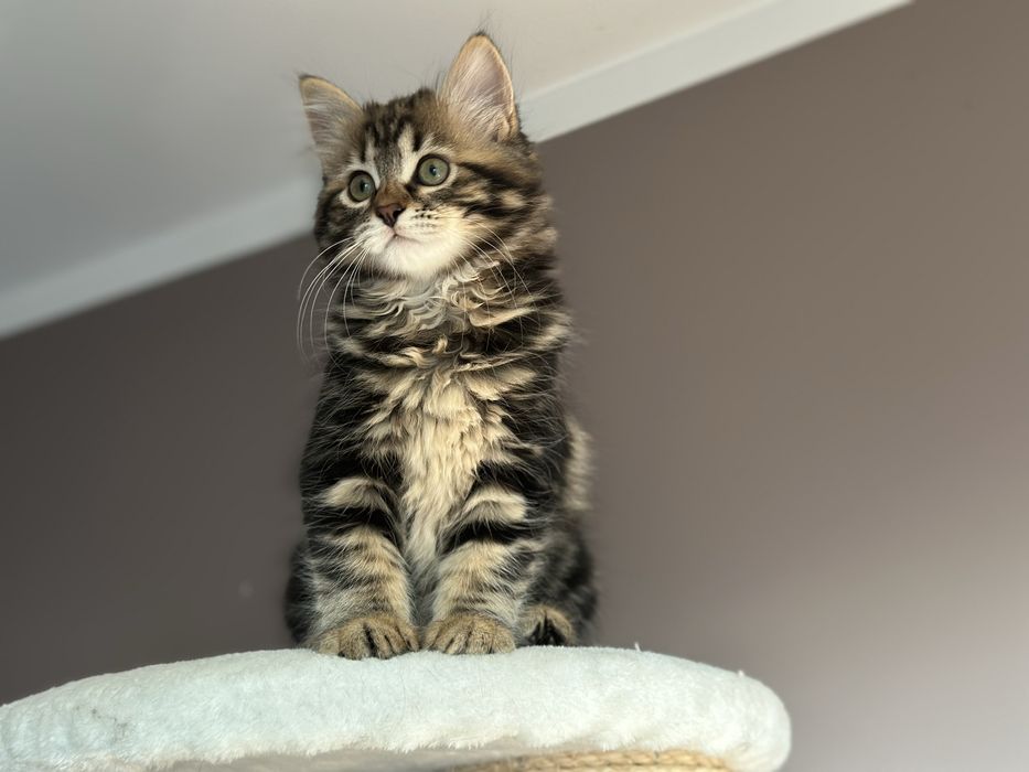 Piękna Kotka Syberyjska AIKO SeverynKa*PL