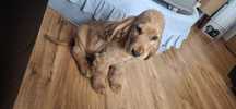 Cocker spaniel angielski