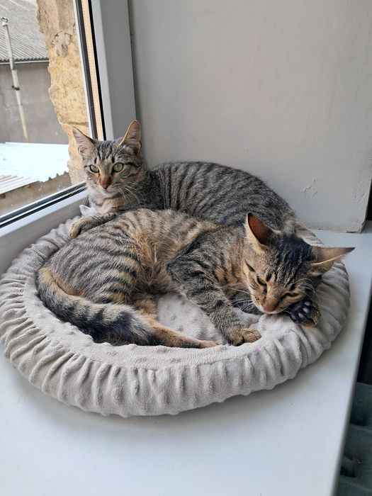 Веселі котики в родину
