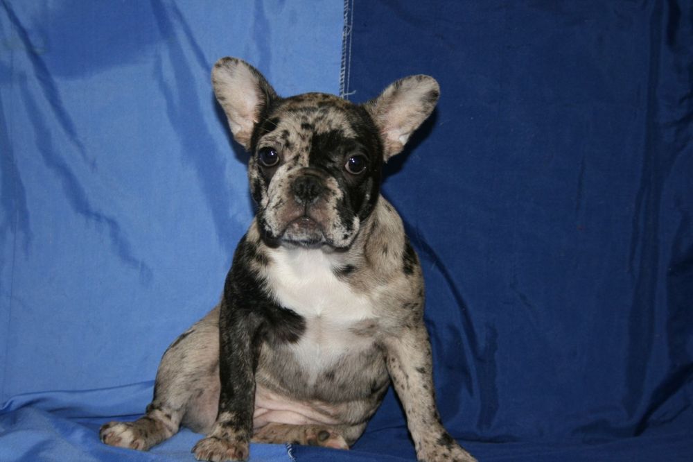 Щенята французького бульдога, дівчинка.