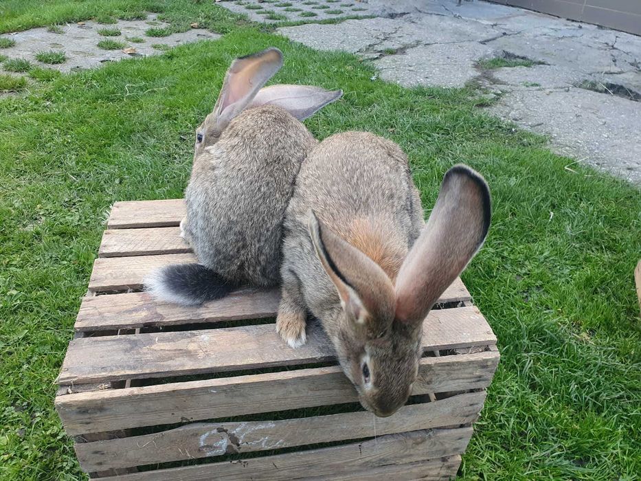 Młode Olbrzymy belgijskie