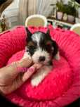 Suczka Yorkshire Terrier Biewer